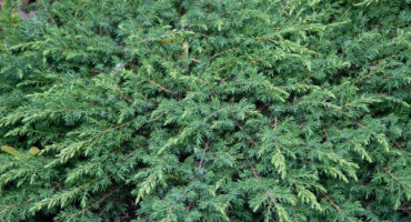 Jalovcový zelený koberec - populární horizontální chvojník